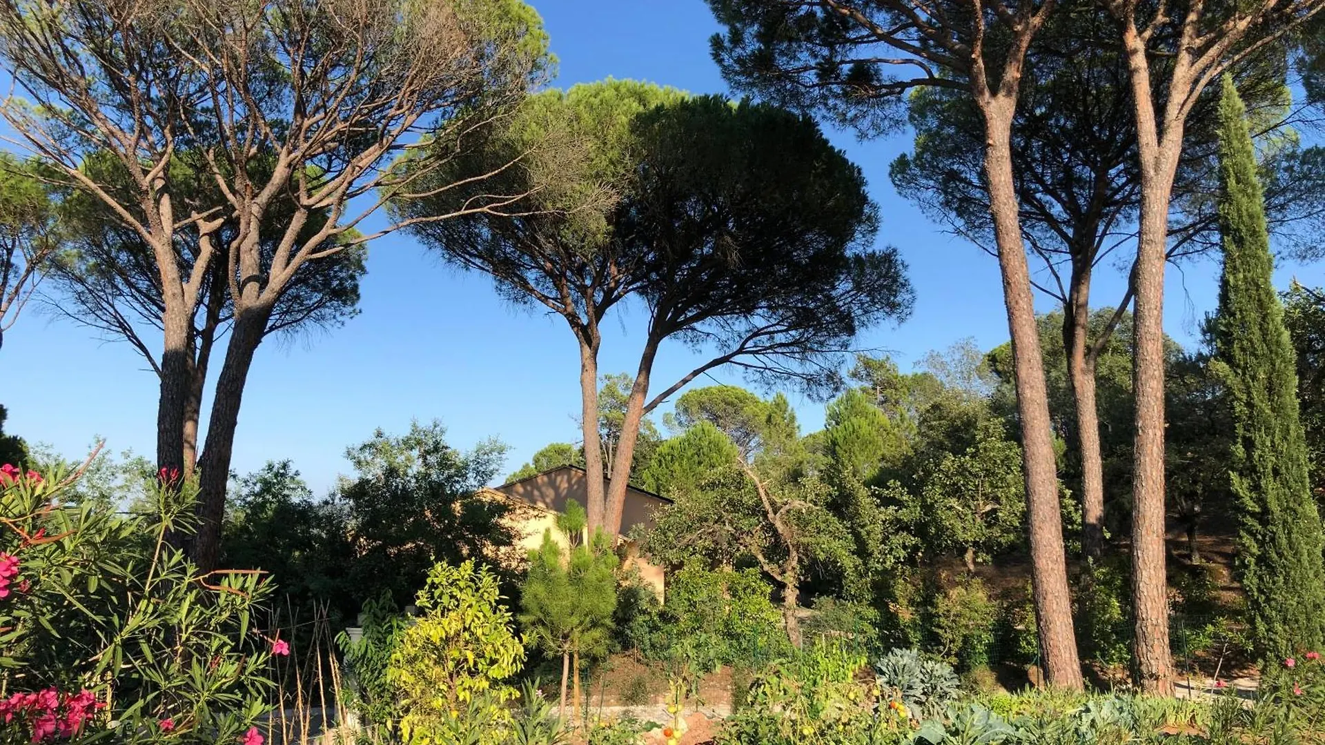 Sous Les Pins Parasols Vidauban France